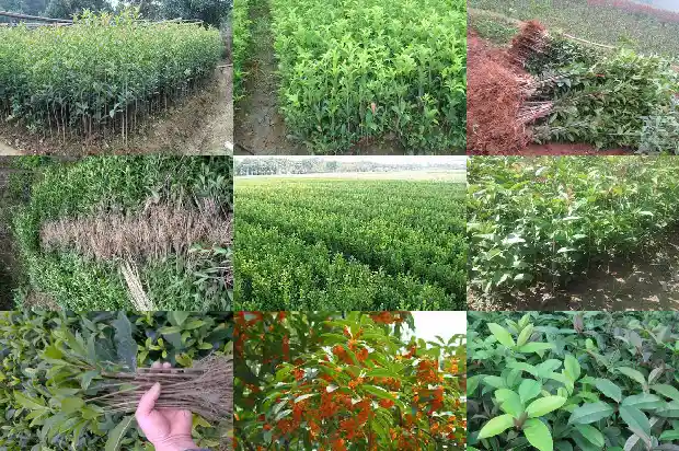 栽桂花树的最佳时间1684975328396