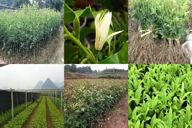 八月桂花满枝头白色桂花细胞中的能量转换器是1688349787763