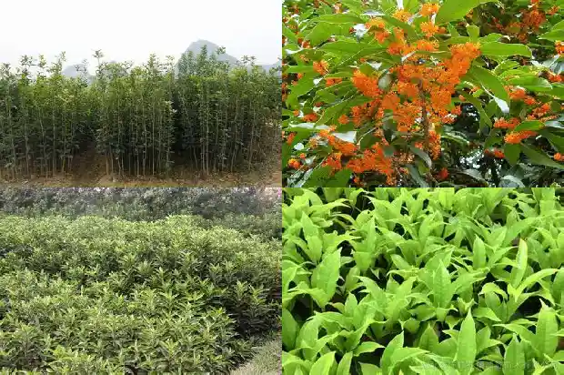 桂花树高度通常在多少厘米之间1684975369668