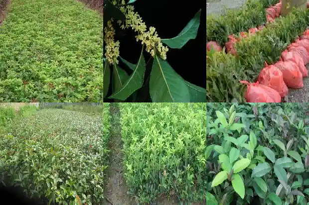 桂花什么时候栽成活率高一点1684975410427
