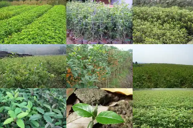 桂花什么时候栽成活率高一点1684975410473