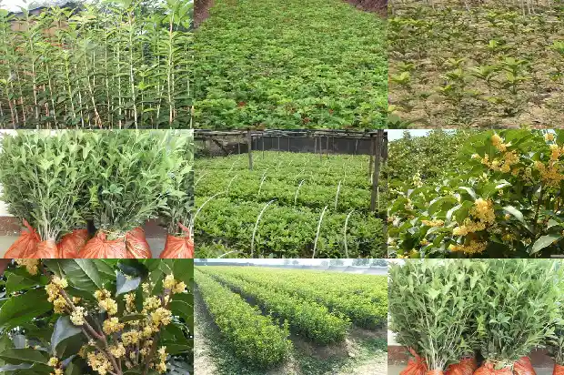 桂花树为什么有香味1690157322427