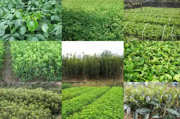 秋季种桂花能活吗成活率是多少1684975431446