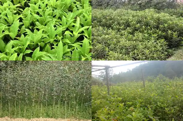 秋季种桂花能活吗成活率是多少1684975431494