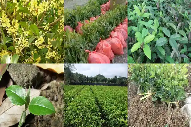 什么时候种植桂花1684975452915