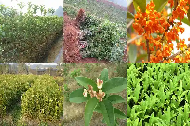 什么时候种植桂花1684975452963