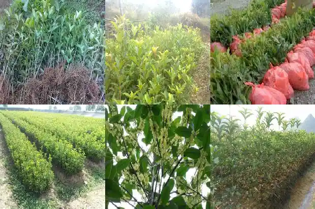 什么时候种植桂花1684975453010