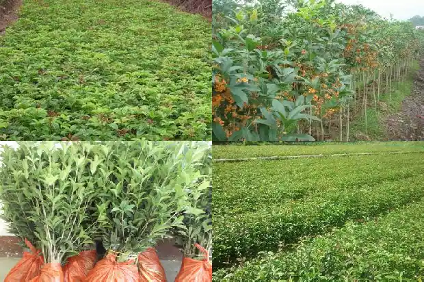 栽桂花的季节1684975471832