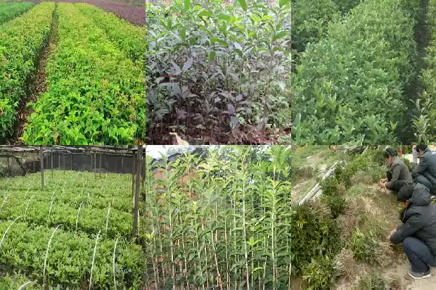 栽桂花的季节1684975471879