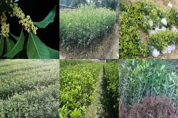 桂花几月移植好养1684975492942