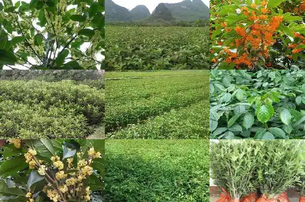 桂花几月移植好养1684975492989