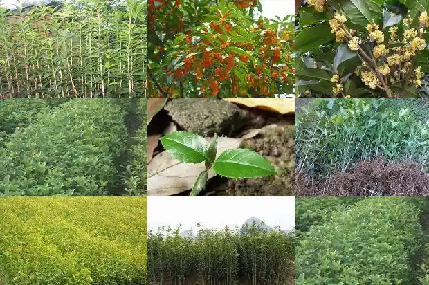 东方树叶桂花乌龙茶一年1689467657425