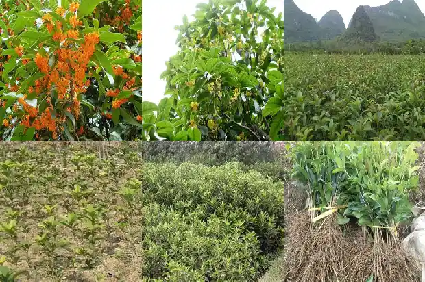 桂花几月移栽最好1684975516644