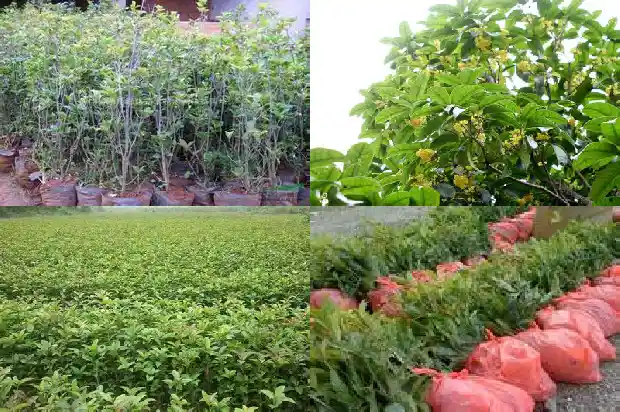 哪个季节移栽桂花成活率高一些1684975587193