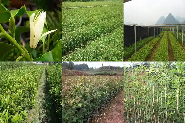 哪个季节移栽桂花成活率高呢1684975613357