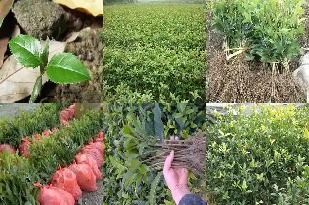哪个季节移栽桂花成活率高呢1684975613405