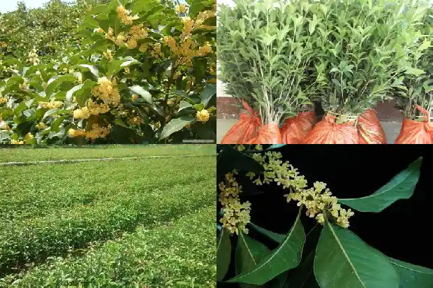哪个季节移栽桂花成活率高呢1684975613453
