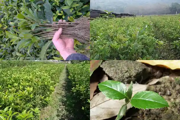 哪个季节移栽桂花成活率高呢1684975613500