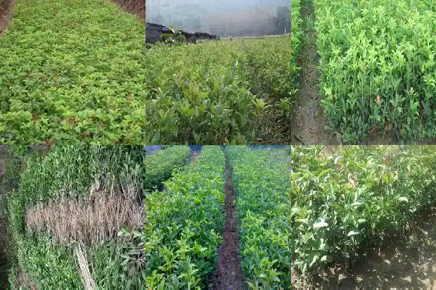 四季桂花什么时候换盆最好呢1684975630366