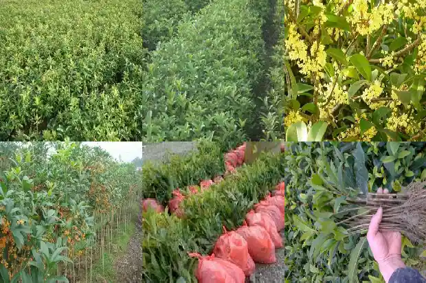 桂花几月份换盆最好1684975692554