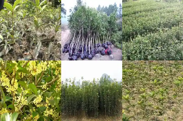 桂花什么时候修剪现在能修剪吗?1684975715018