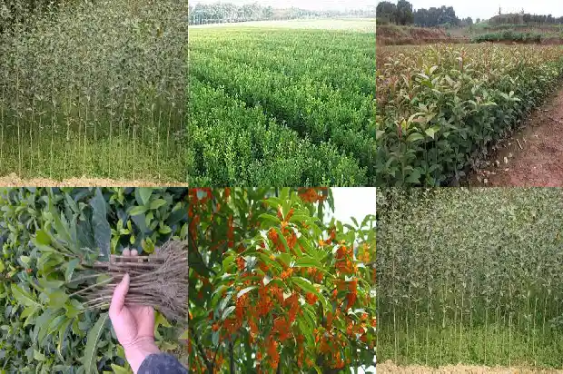 桂花什么时候修剪现在能修剪吗?1684975715065