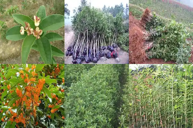 压条桂花多久开花1684975758639