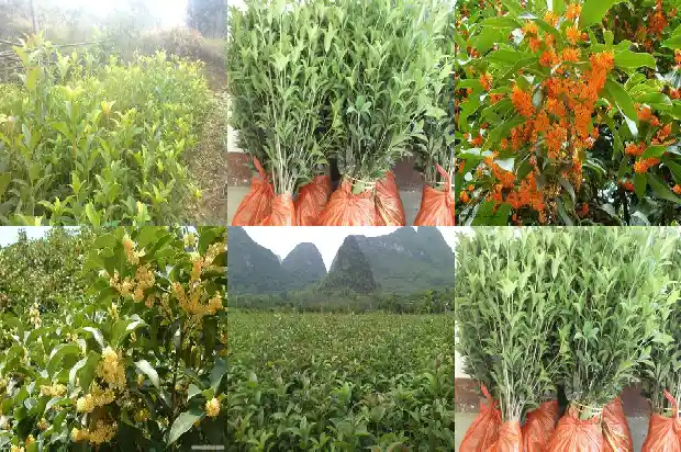 桂花的药效和功能有哪些呢1689208492589
