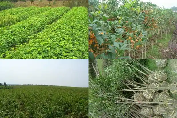 院子桂花树间隔多少米最好养护1684975835333