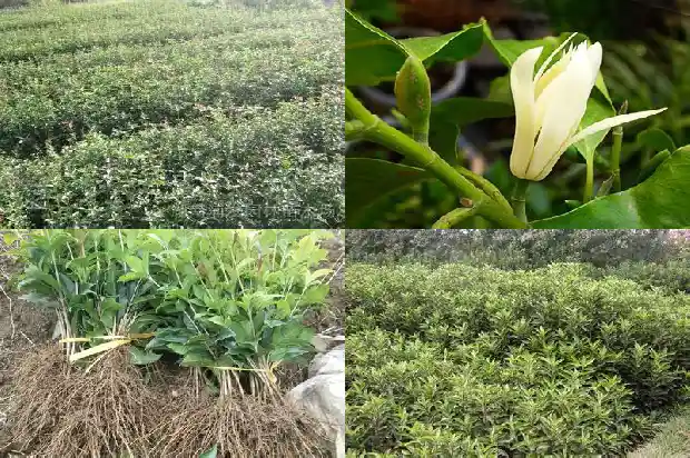种在庭院的桂花树怎么养才长得好1684975859681
