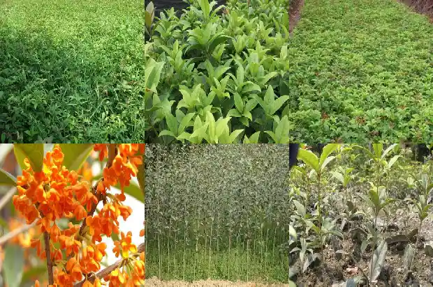种在庭院的桂花树怎么养才长得好1684975859777