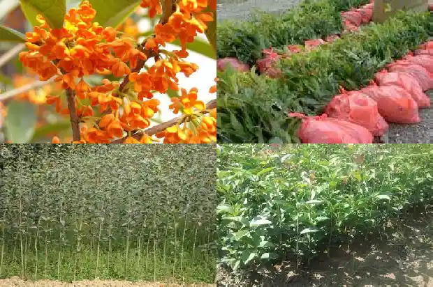桂花树间距多少最好养1684975883771