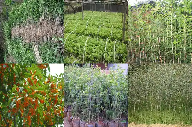 桂花树间距多少最好养1684975883819