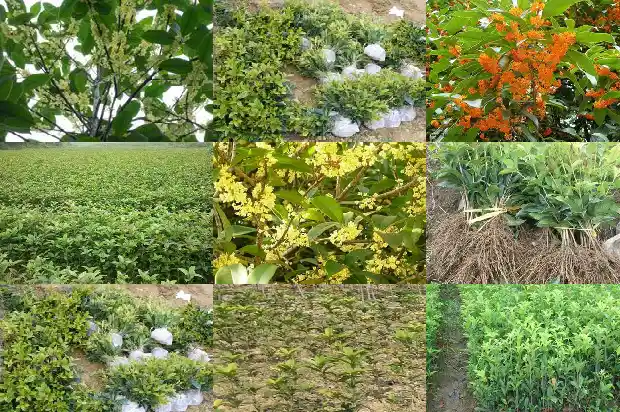庭院种桂花树应在哪个方位1684975900438