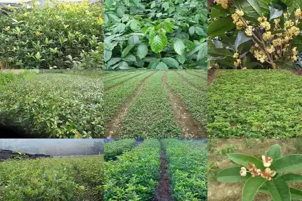 庭院适合栽种桂花树吗1684975922201