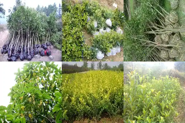 庭院适合栽种桂花树吗1684975922249