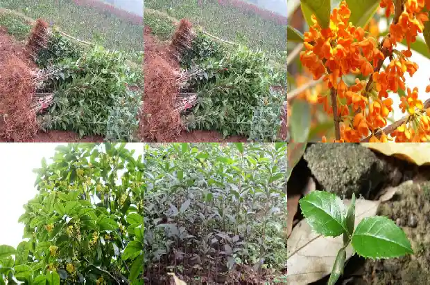 庭院适合种桂花树吗?1684975941298