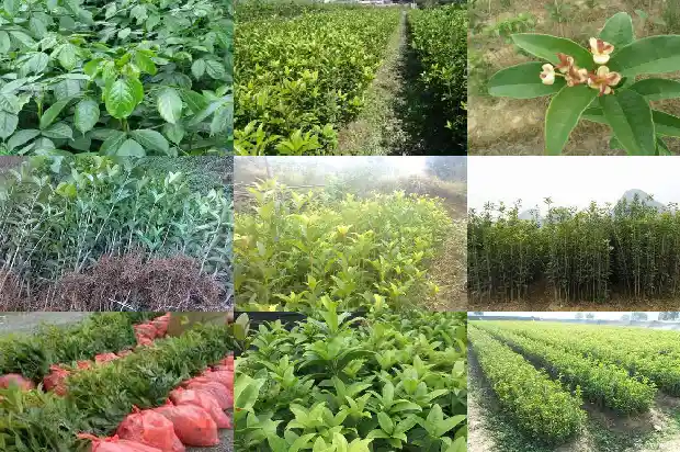 栽桂花树离墙多远最好1684975960358