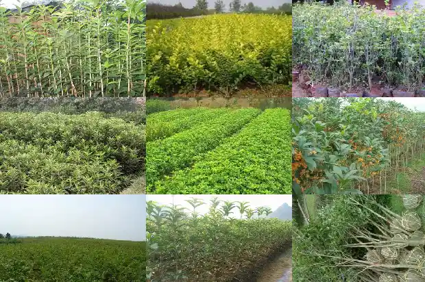 什么时候适合种桂花1688606456863