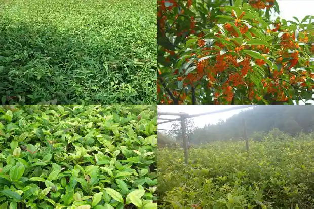 40公分桂花树要多久浇水好些呢1684976008659