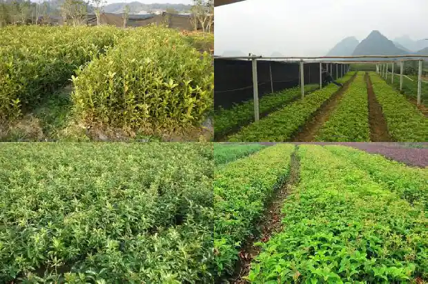 40公分桂花树要多久浇水好些呢1684976008803