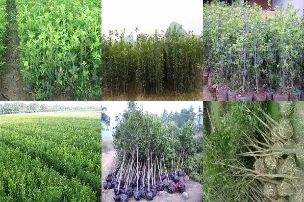 桂花树多长时间浇水最好呢1684976030452