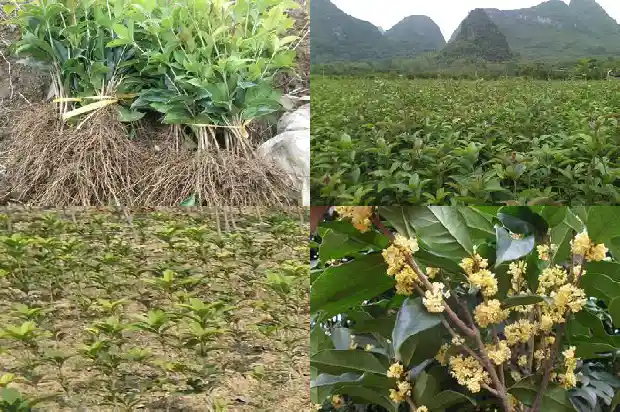 桂花树多长时间浇水一次好呢1684976054406