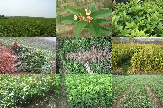 新鲜桂花怎么做才不会苦1689576775678