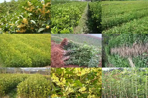桂花树需要多久浇一次水比较好1684976143474