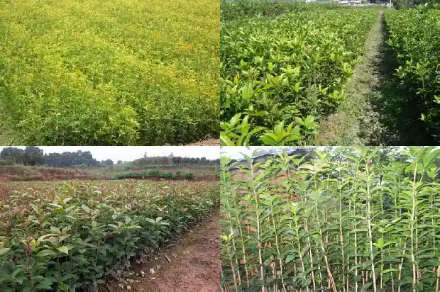 桂花树需要多久浇一次水比较好1684976143569