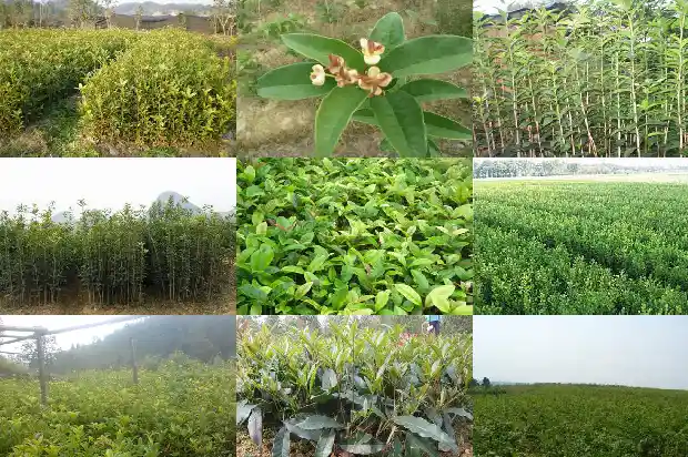 桂花树需要多久浇一次水合适1684976162809