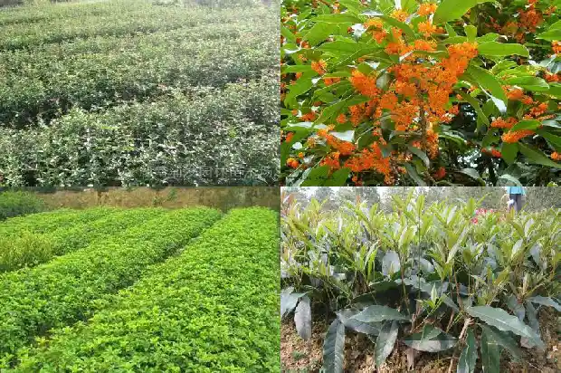 桂花树要多久浇一次水合适呀1684976187408