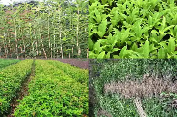 桂花树要多久浇一次水好活1684976214125