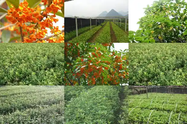桂花树要多久浇一次水好活1684976214221